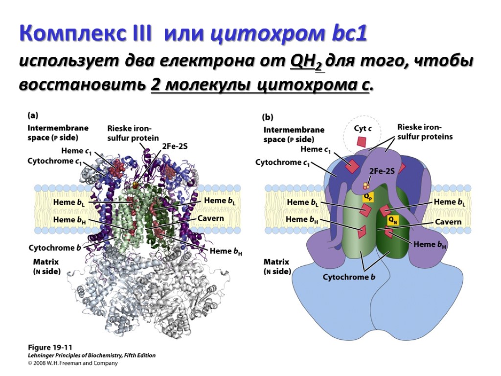 Комплекс III или цитохром bc1 использует два електрона от QH2 для того, чтобы восстановить